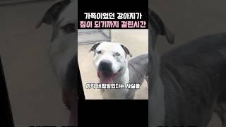 한때 누군가의 전부였던 강아지