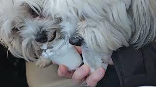 Teddies enjoy Puppachino