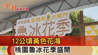 桃園有線新聞20250303-魯冰花季盛大展開 12公頃花海感受客庄魅力