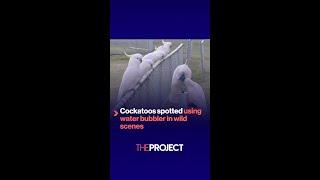 Cockatoos spotted using water bubbler in wild scenes