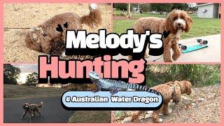 Cavoodle (Cavapoo) puppies, dog digging & hunting Australia water dragon