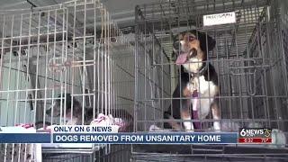 Neglected dogs removed from Valley home