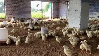 Noisy Chickens in a Poultry Farm (Part-1)