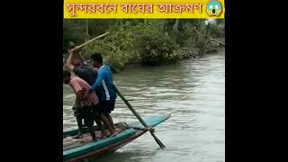 Tiger Attack in Sundarban । Viral Video । Sundarban Special #shorts