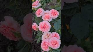 Роза Поэзия флорибунда #розы #roses #цветы #flowers #сад #garden #розарий #розывсаду #врекомендации