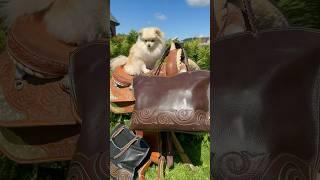 Низкие цены, шикарное качество, модный дизайн в магазине сумок Richezza #садовод #поставщик #акция
