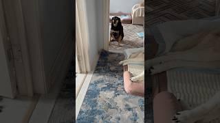 Мой гламурный день #собака #животные #собаки #моясобака