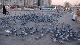 Pigeon in Madina Street of Saudi Arabia | Beautiful Pigeons Videos