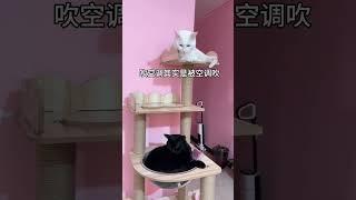 什么跟什么啊猫咪 碎嘴子 杨步百 猫咪的迷惑行为