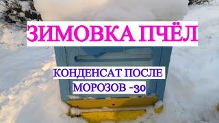 Зимовка пчел, зимовка без утепления, сырость в улье, клуб пчел зимой -30