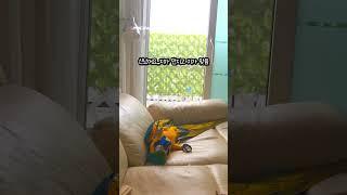 쇼파에 누워 혼자서 잘 노는 앵무새 #앵무새