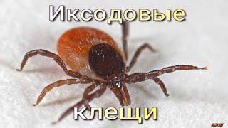 Иксодовые клещи. Опасно для жизни!