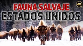 La Naturaleza Salvaje de los Estados Unidos: Una Lucha por la Supervivencia | Documentales Completos