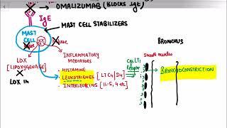 ***Respiratory System