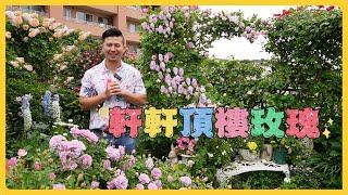 【伊恩到你家】到了台灣玫瑰居家種植前輩的頂樓祕密花園，又是尖叫聲連連的一天。看看種在盆栽的玫瑰可以開滿整個春天。