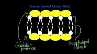 1.3 Skill: Analysis that led to the Davson-Danielli model