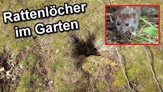 Rattenlöcher im Garten erkennen & Ratten loswerden