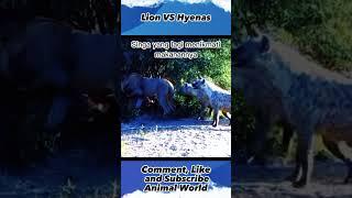 Lion VS Hyenas  ,#animalworld, #shorts, #yearofyou