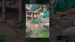 Pandas Ai Bao family is off work | 爱宝家族放工啦 #panda #animals  #huibao #ruibao