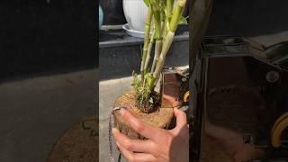 Step by step learn tutorial growing your own orchid plant with simple techniques #orchid