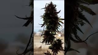 Видео отзыв удобрение для конопли Black Gold/Video review of fertilizer for hemp Black Gold