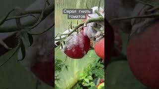 Серая гниль томатов. Сохраняем урожай.  Профилактика. Агроном плохого не посоветует.