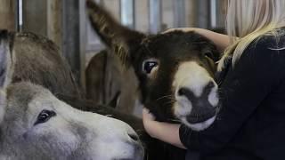 The Donkey Sanctuary