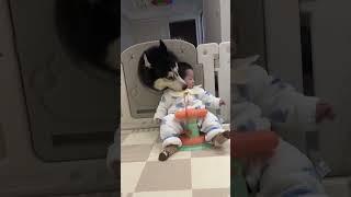 cute husky with baby #clipstv #funny #crazy #dog #husky