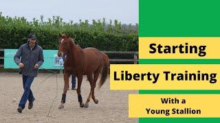 Starting Liberty Training with Young Stallion