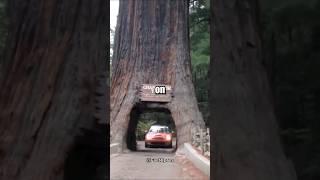  The Giant Sequoias: Tree with Ancient History #sequoia #gianttree