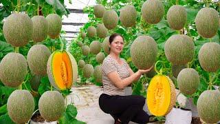 Best Tips Harvesting Cantaloupe Goes To Market Sell | Make Amazing Melon Smoothies | UR Ly Thi Hong