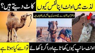 Why Camel Eat Snakes Hidden Facts In Urdu Hindi