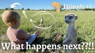 Baby meets MEERKATS in Africa - This is AMAZING!