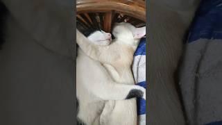 Cute cat compilation Funny pet videos | #cats #shorts