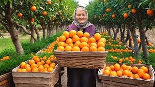 This Village Grows Tons of Tangerines! Making Organic Tangerine Jam and Cake!