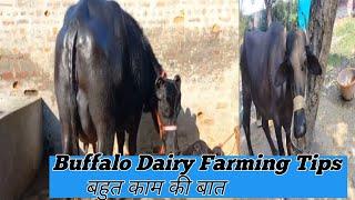 Buffalo Dairy Farming Tips । How to start buffalo dairy farming।