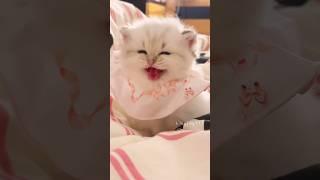 The little kitten's meow is so cute! #cute  #meow  #cat