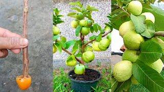 Grow Guava Tree Cutting Using Tomato Rooting hormone