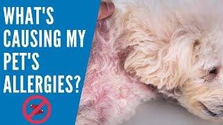 What's Really Causing My Pet's Allergies?