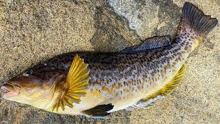 How To Catch & Cook KELP GREENLING. Ocean Shores North Jetty Fishing For Greenling