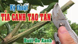 Kỹ thuật cắt cành tạo tán bưởi da xanh | Nông Nghiệp Xanh