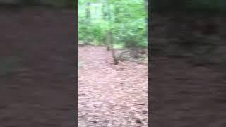 Do you like to walk the trails at First Landing State Park? ￼