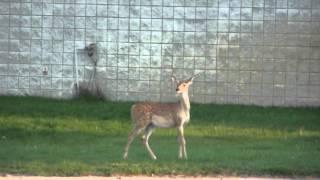 Wandering Fawn