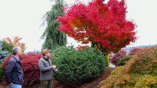 Japanese Maples