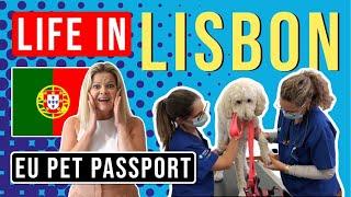 EU PET PASSPORT: How We Got Our Dog A Pet Passport In Portugal (2022)