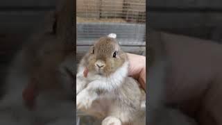 Нидерландский карликовый кролик. Иржик из Фауны