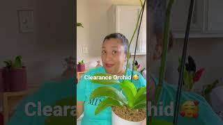 Clearance Orchid  #orchids #orchidlovers #clearence