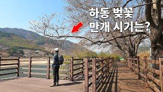 하동 벚꽃 만개 시기는? 섬진강백리길 누구나 걷기 좋아요 평사리공원에서 화개장터까지 10km