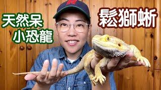 【昆蟲擾西上課了！】鬆獅蜥！溫和呆萌  可以像狗狗貓咪一樣陪伴主人  最受歡迎的寵物蜥蜴