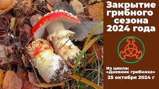 Закрытие грибного сезона 2024 года. Дневник грибника 25 октября 2024 года.